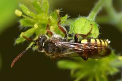 Nomada ruficornis