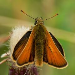 Large Skipper