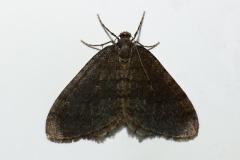 Operophtera brumata