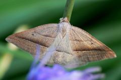 Petrophora chlorosata Brown Silver-line Petrophora chlorosata geometridae moth lepidoptera