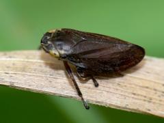 Common Froghopper