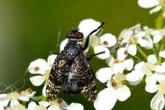 Platystoma seminationis