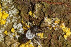 Pogonocherus hispidulus - Greater Thorn-tipped longhorn beetle