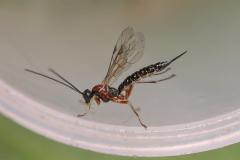 A species of Polysphincta wasp