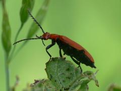 Pyrochroa serraticornis, coleoptera, beetle, cardinal