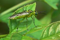 Sawfly - Rhogogaster viridis