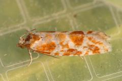 Orange-spotted Shoot moth