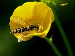 Sphaerophoria scripta