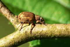 Strophosoma melanogrammum