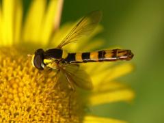 Sphaerophoria scripta