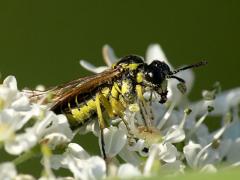 Sawfly Tenthredo sp
