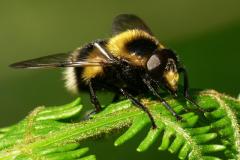 Volucella bombylans