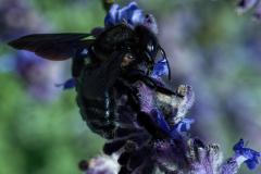 Xylocopa sp.