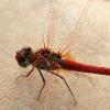 Sympetrum fonscolombii 