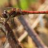 Sympetrum striolatum