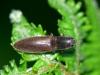 Athous haemorrhoidalis