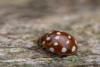 Cream spot ladybird