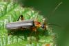 Cantharis nigricans