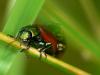 Chrysolina polita, leaf beetle, Chrysomelidae