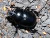 Dor beetle - Geotrupes stercorarius