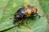 Nicrophorus vespillo