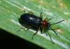 Oulema melanopus, cereal leaf beetle