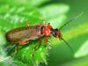 Podabrus alpinus, soldier beetle cantharidae
