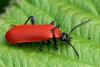 Cardinal Beetle - Pyrochroa coccinea, coleoptera.