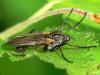 Empis tesselata