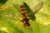Episyrphus balteatus, hoverfly