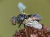 Eristalinus sepulchralis