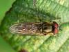 Platycheirus manicatus hoverfly diptera