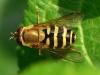 Syrphus ribesii