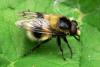 Volucella bombylans