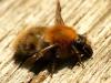 Bombus pascuorum