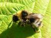 Bombus sylvestris