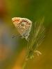 Brown Argus (Aricia agestis)