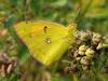 Clouded Yellow