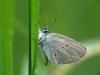 Small Blue - Cupido minimus