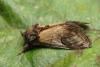 Pebble Prominent moth
