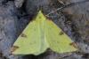 Brimstone Moth