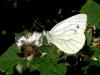 Small White