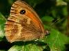 Gatekeeper (Pyronia tithonus)