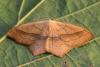Small Blood-vein moth