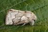 Pale Eggar Moth