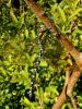 Southern Hawker - Aeshna cyanea