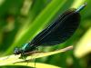 Beautiful Demoiselle