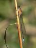 Female Blue-tailed Damselfly