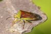 Birch Shieldbug, Elasmostethus interstinctus