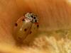 10 spot ladybird